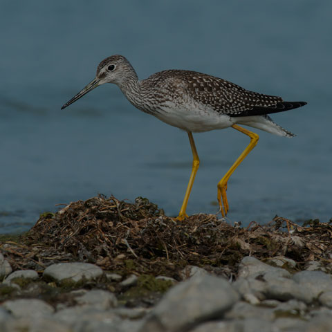 Greater Yellowlegs