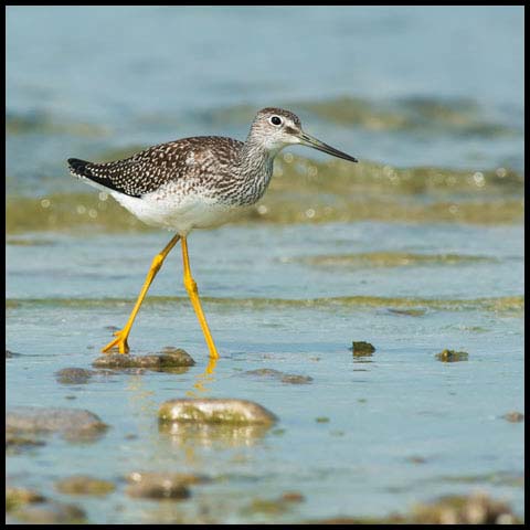 Greater Yellowlegs