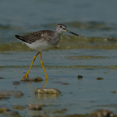 Greater Yellowlegs