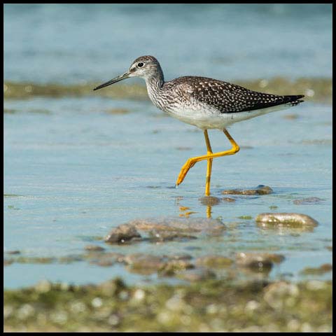 Greater Yellowlegs
