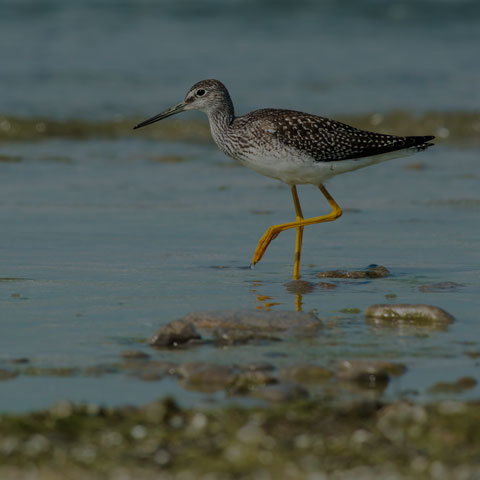 Greater Yellowlegs