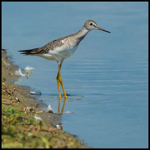 Greater Yellowlegs