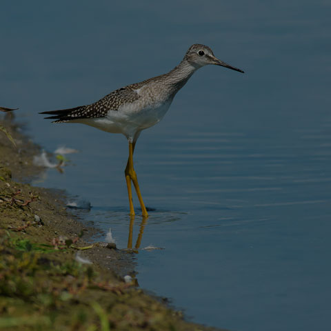 Greater Yellowlegs