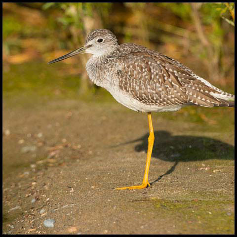 Greater Yellowlegs