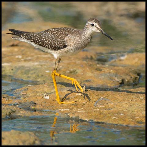 Lesser Yellowlegs