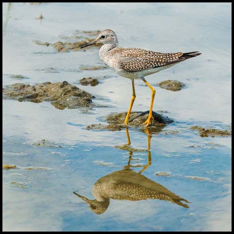 Lesser Yellowlegs
