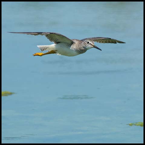 Lesser Yellowlegs