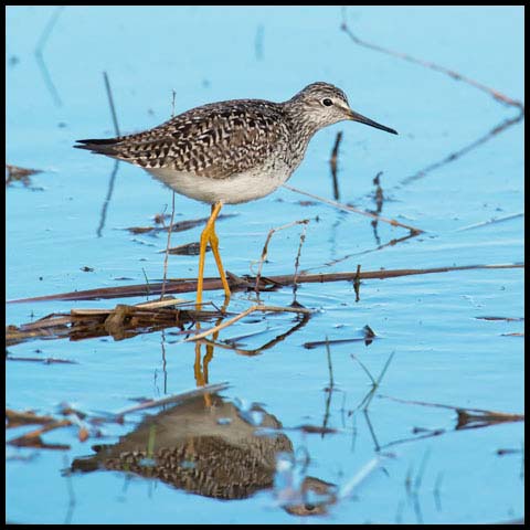 Lesser Yellowlegs