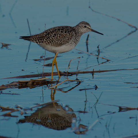 Lesser Yellowlegs