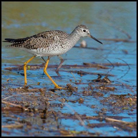 Lesser Yellowlegs