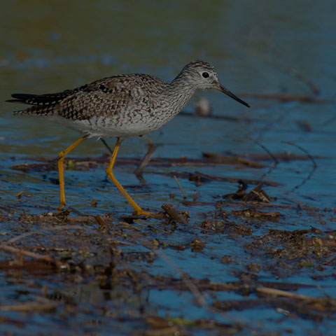 Lesser Yellowlegs