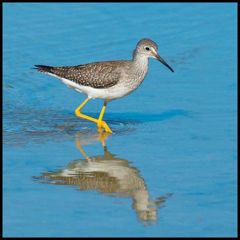 Lesser Yellowlegs