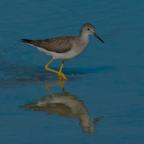 Lesser Yellowlegs