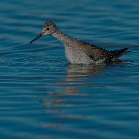Lesser Yellowlegs