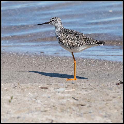 Lesser Yellowlegs