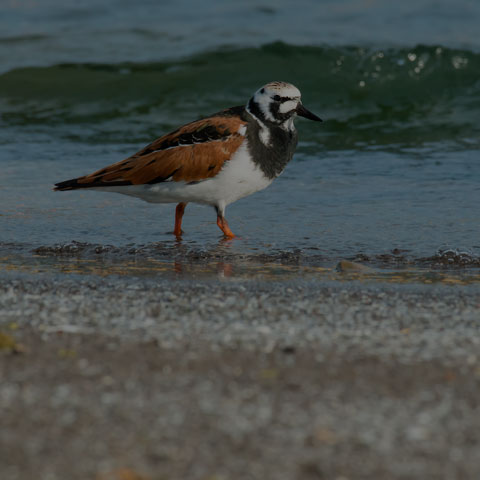 Ruddy Turnstone