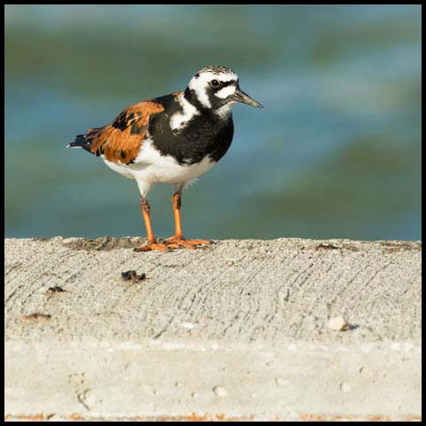 Ruddy Turnstone