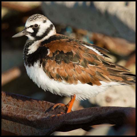 Ruddy Turnstone