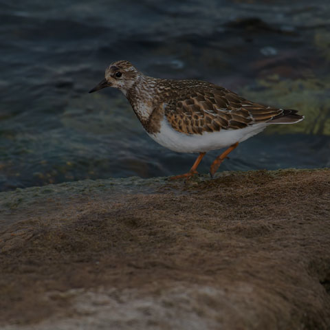 Ruddy Turnstone