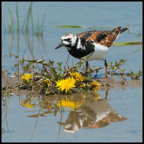 Ruddy Turnstone