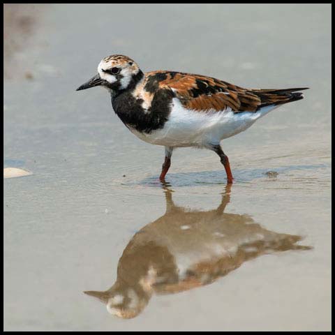Ruddy Turnstone
