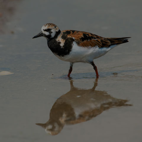 Ruddy Turnstone