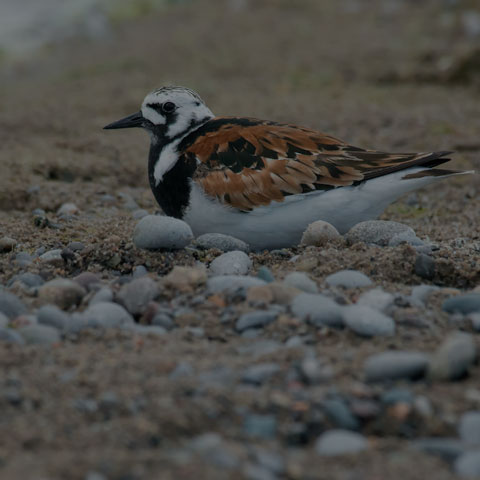 Ruddy Turnstone