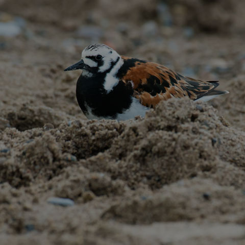 Ruddy Turnstone