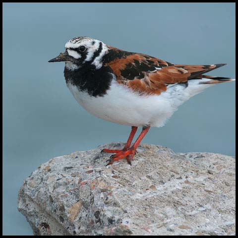 Ruddy Turnstone