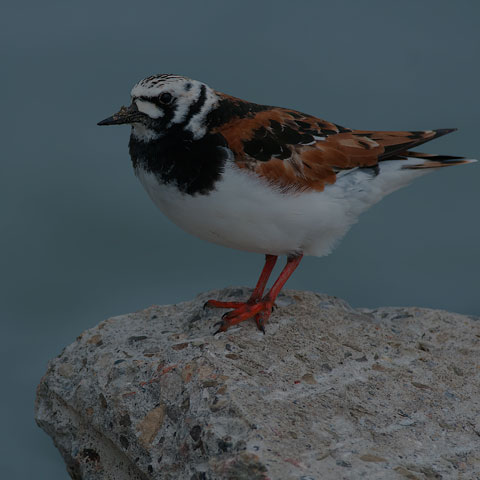 Ruddy Turnstone