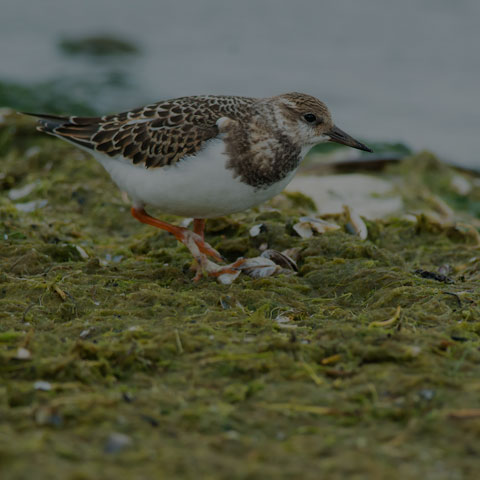 Ruddy Turnstone