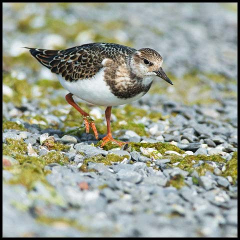 Ruddy Turnstone