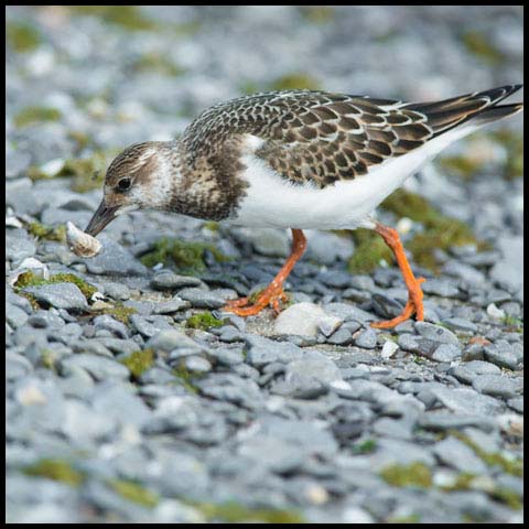 Ruddy Turnstone