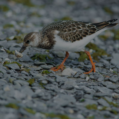 Ruddy Turnstone