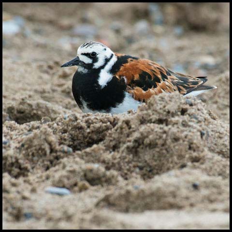 Ruddy Turnstone