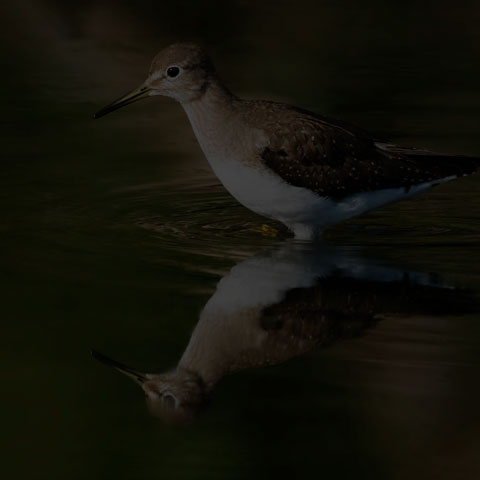 Solitary Sandpiper