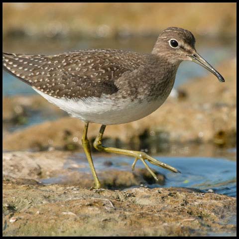 Solitary Sandpiper