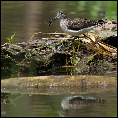 Solitary Sandpiper