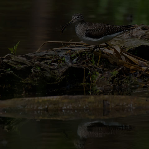 Solitary Sandpiper