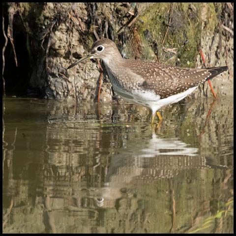 Solitary Sandpiper