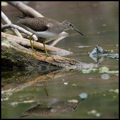 Solitary Sandpiper