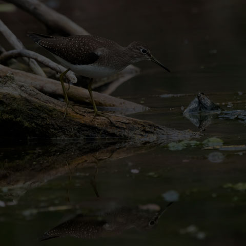 Solitary Sandpiper