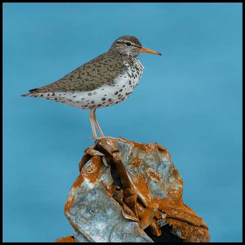 Spotted Sandpiper