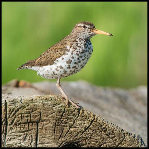Spotted Sandpiper