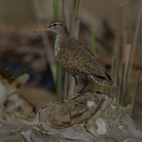 Spotted Sandpiper
