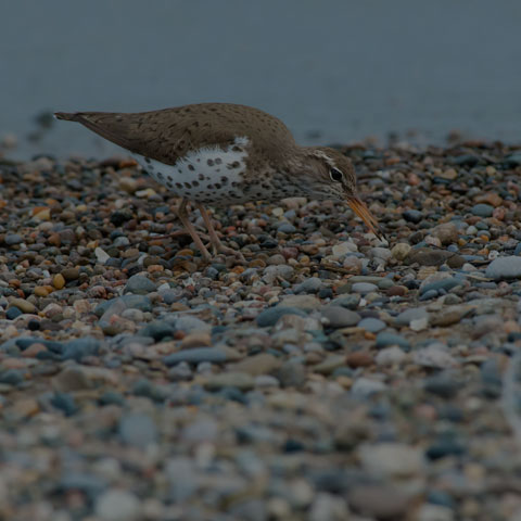 Spotted Sandpiper
