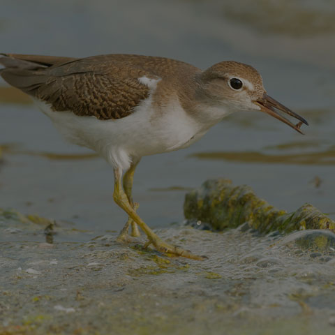 Spotted Sandpiper