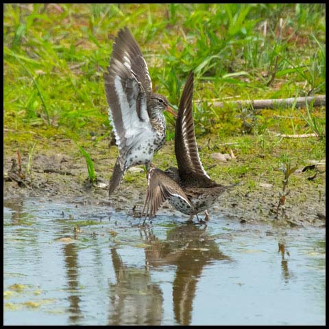 Spotted Sandpiper