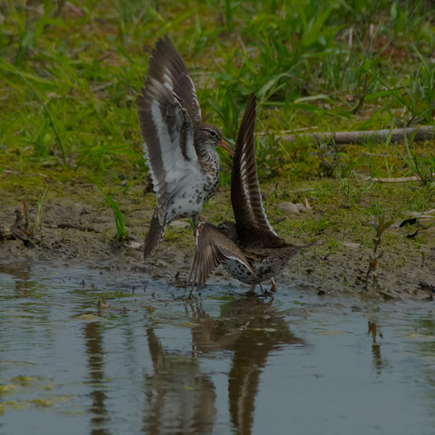 Spotted Sandpiper