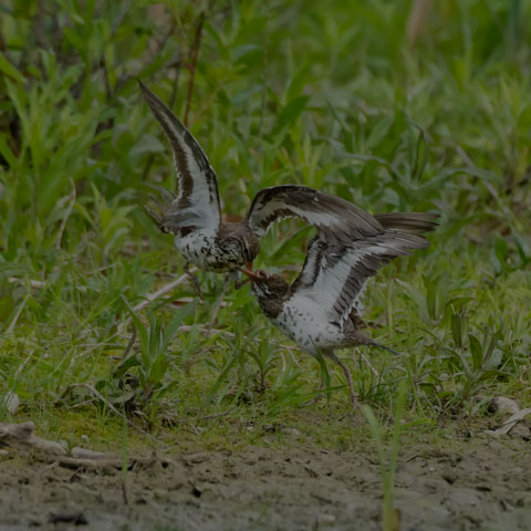 Spotted Sandpiper